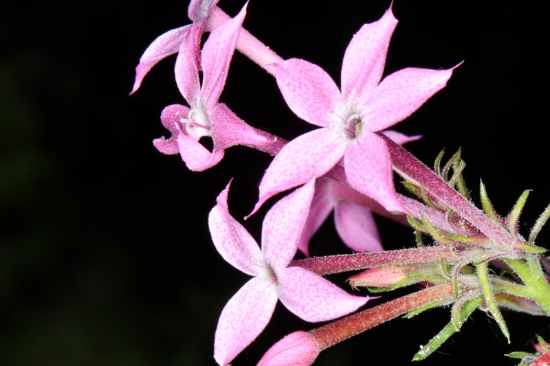 Ipomopsis tenuituba subsp. latiloba