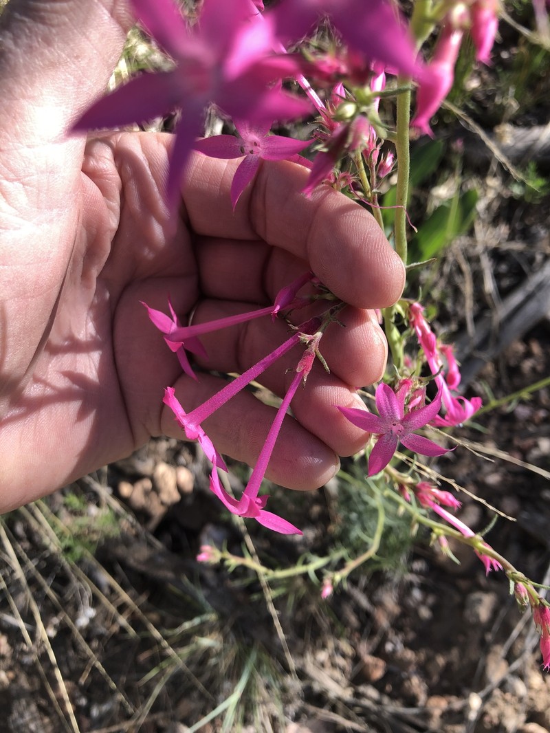 Ipomopsis tenuituba subsp. latiloba photo 2