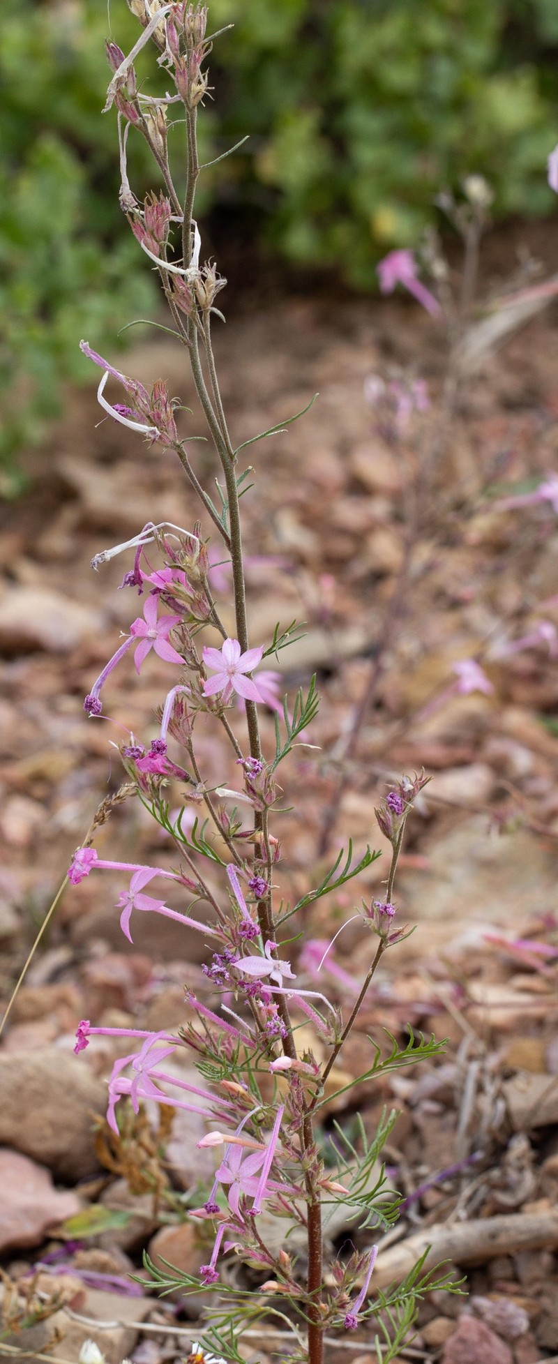Ipomopsis tenuituba subsp. latiloba photo 3