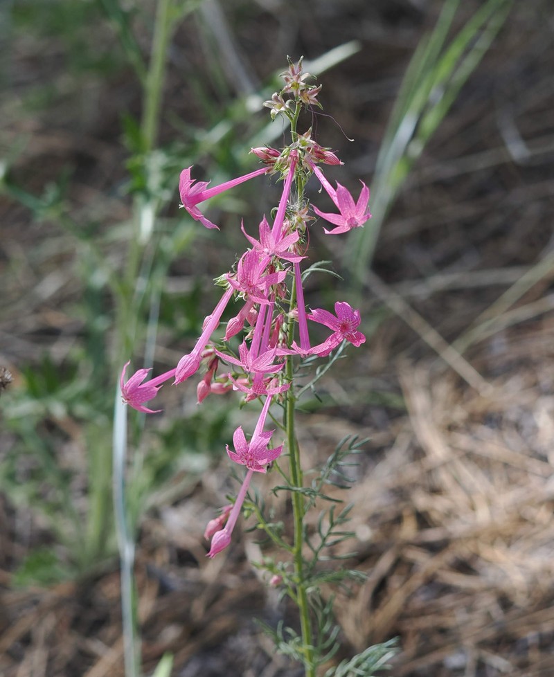 Ipomopsis tenuituba subsp. latiloba photo 4