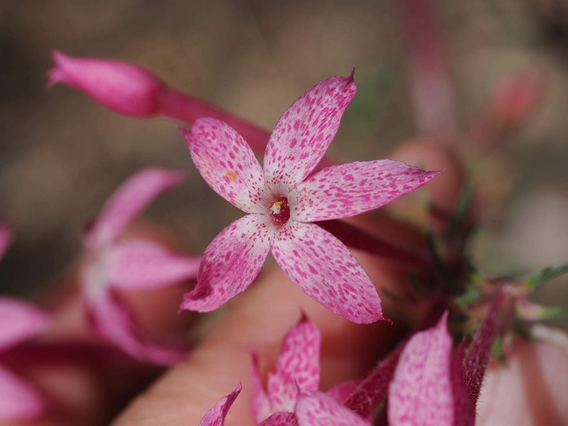 Ipomopsis tenuituba subsp. latiloba photo 5