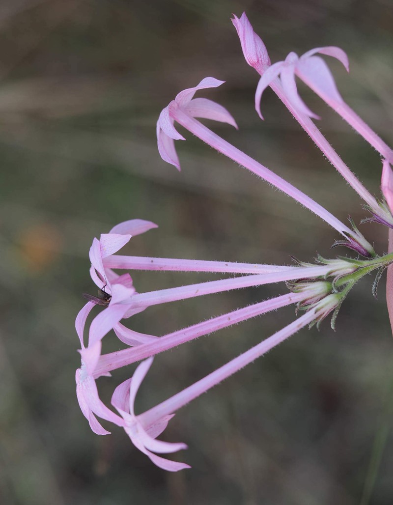 Ipomopsis tenuituba subsp. latiloba photo 6