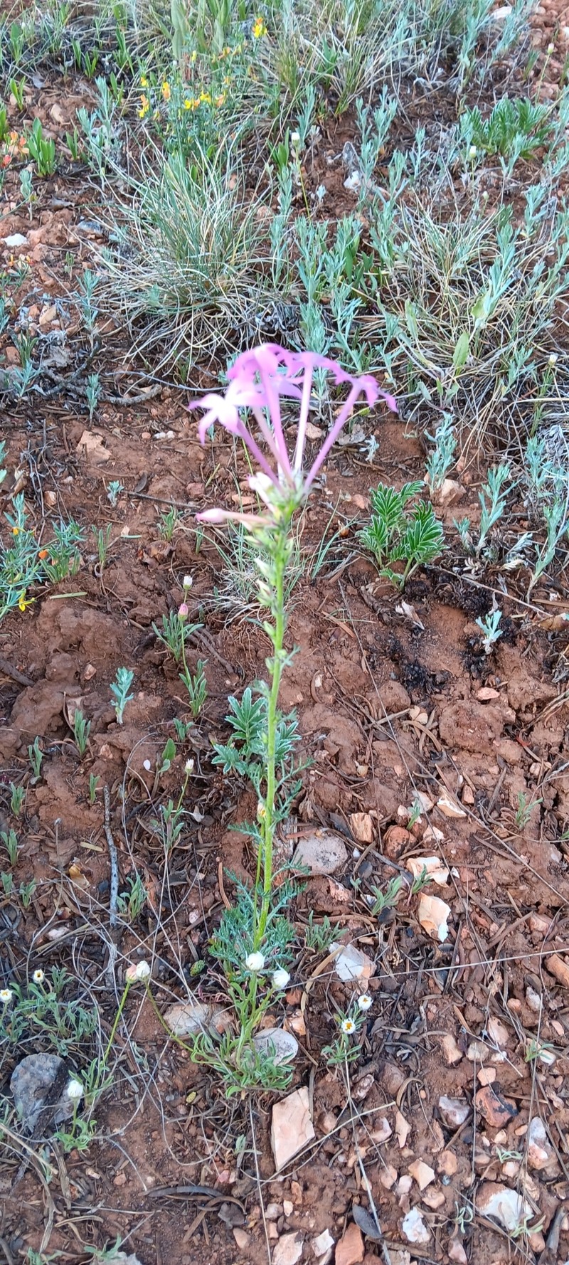 Ipomopsis tenuituba subsp. latiloba photo 7