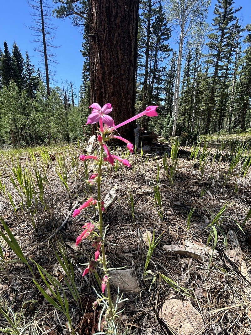 Ipomopsis tenuituba subsp. latiloba photo 8
