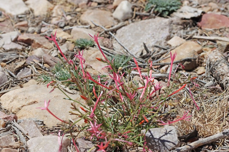Ipomopsis tenuituba subsp. tenuituba