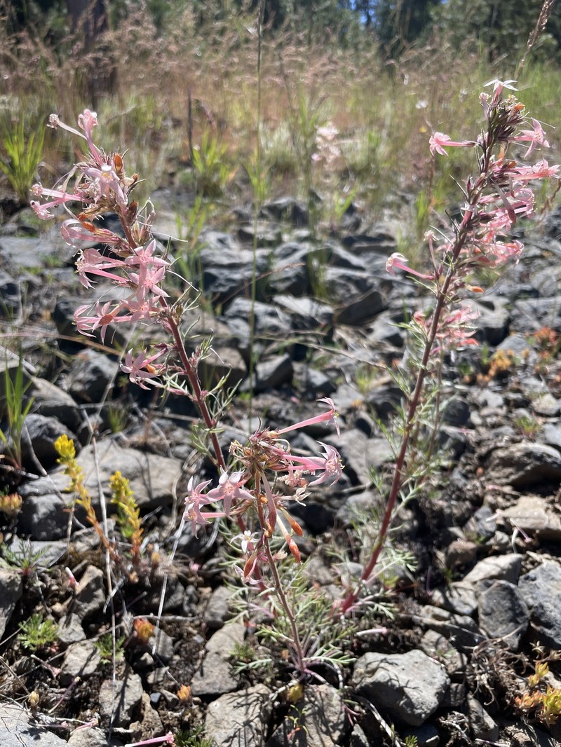 Ipomopsis tenuituba subsp. tenuituba photo 2