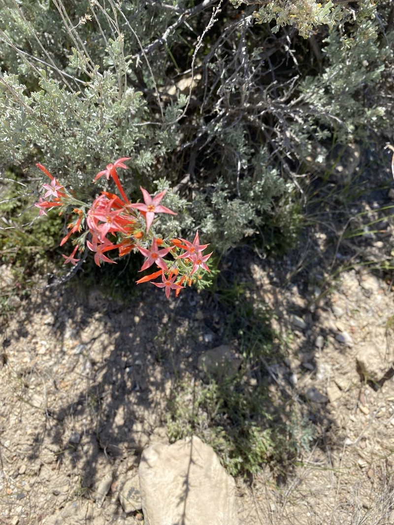 Ipomopsis tenuituba subsp. tenuituba photo 3