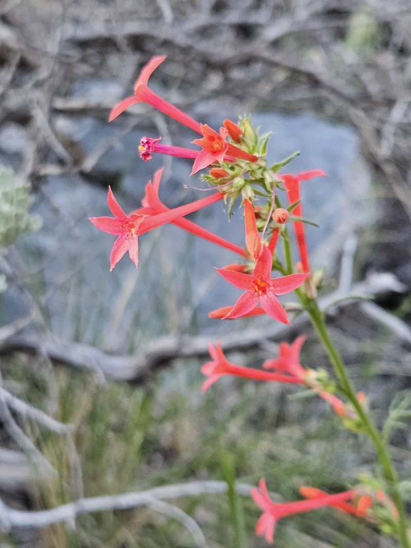 Ipomopsis tenuituba subsp. tenuituba photo 4