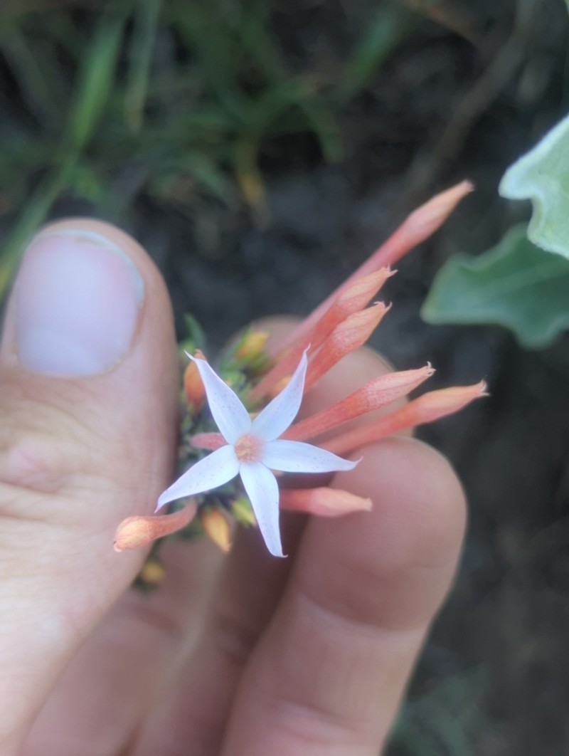 Ipomopsis tenuituba subsp. tenuituba photo 5