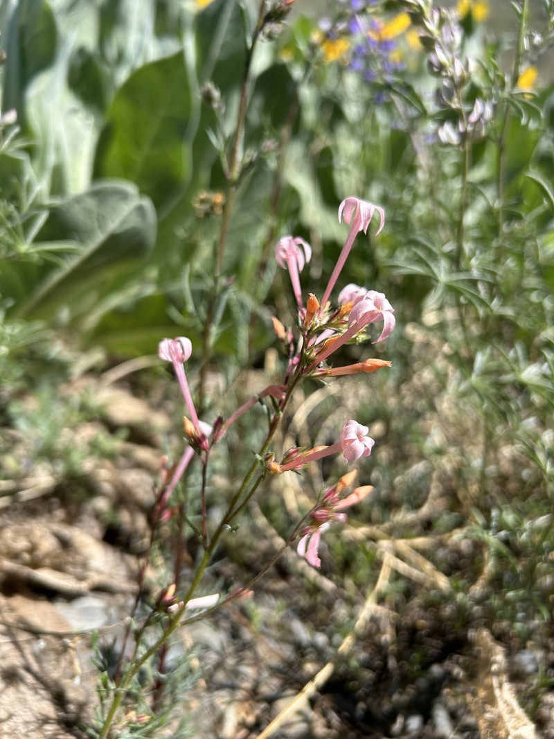 Ipomopsis tenuituba subsp. tenuituba photo 6