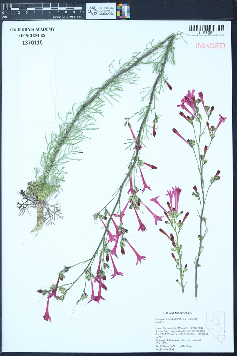 Ipomopsis tenuituba subsp. tenuituba photo 7