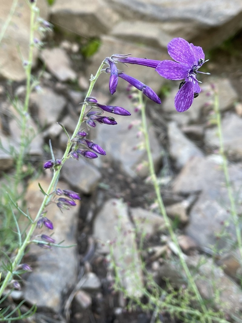 El Paso Skyrocket photo 5