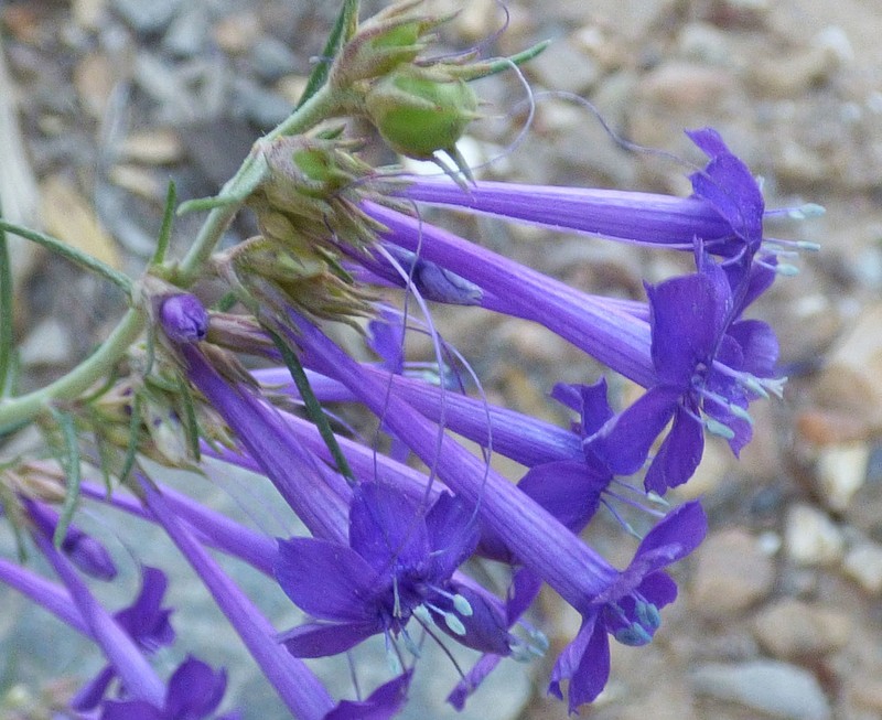 El Paso Skyrocket photo 6