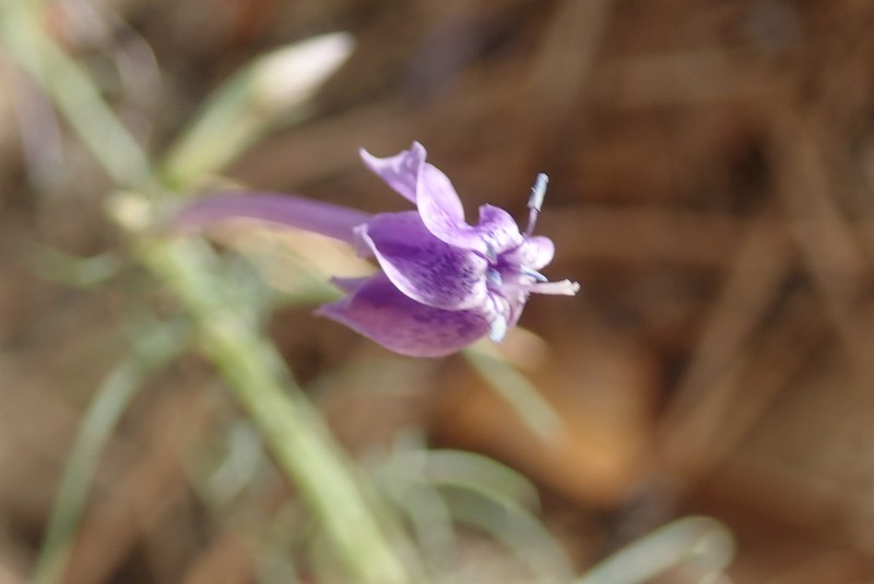 El Paso Skyrocket photo 8