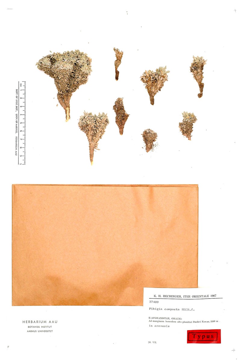 Irania compacta