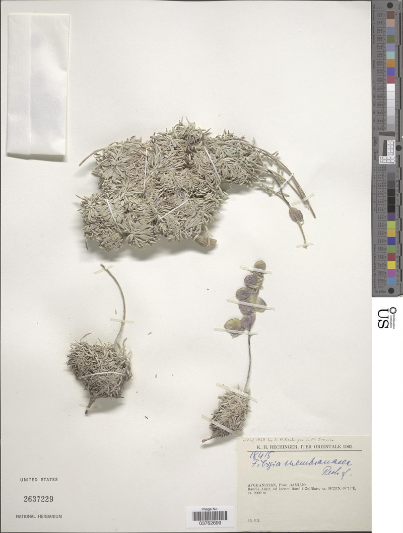 Irania membranacea