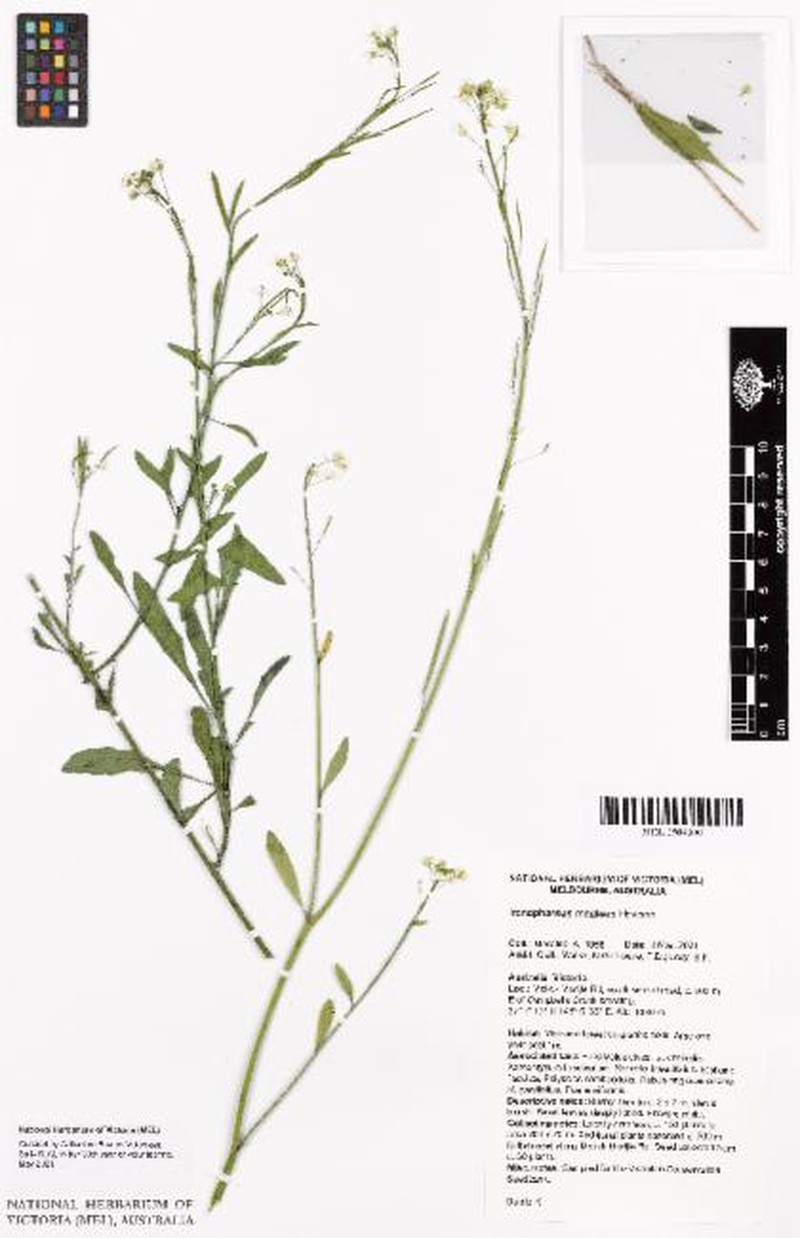 Irenepharsus magicus