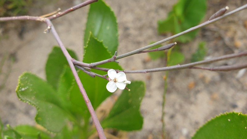 Irenepharsus phasmatodes photo 3
