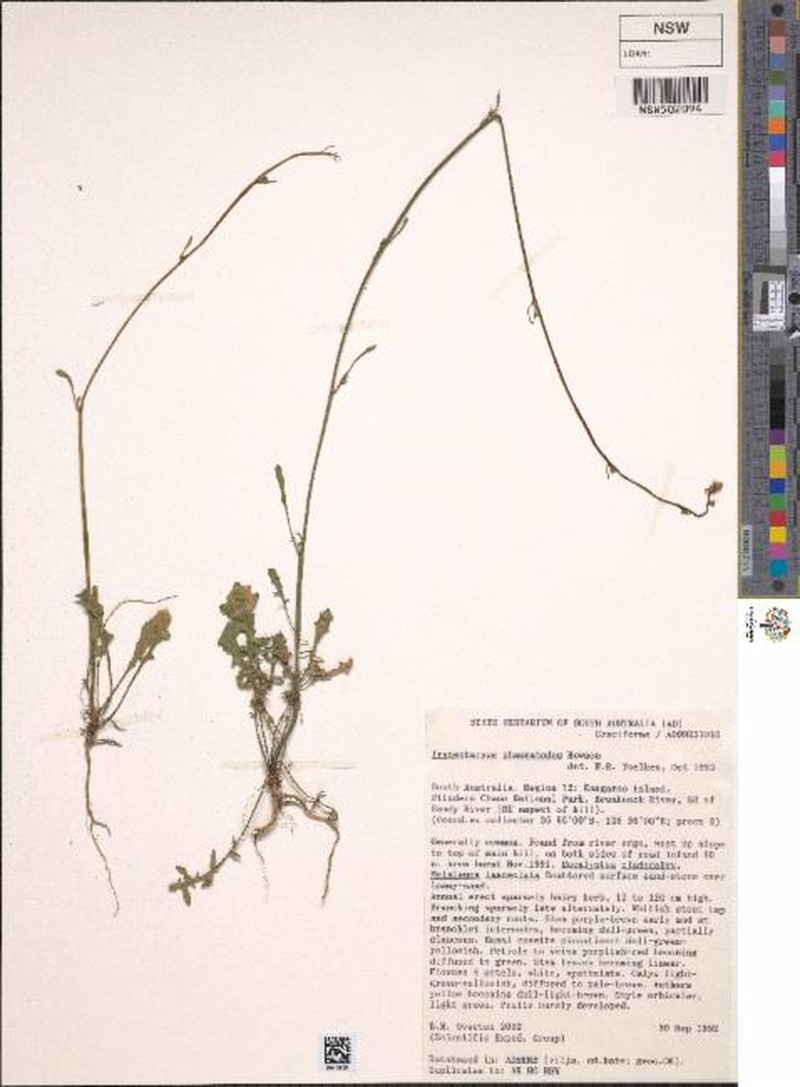 Irenepharsus phasmatodes photo 4