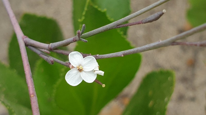 Irenepharsus phasmatodes
