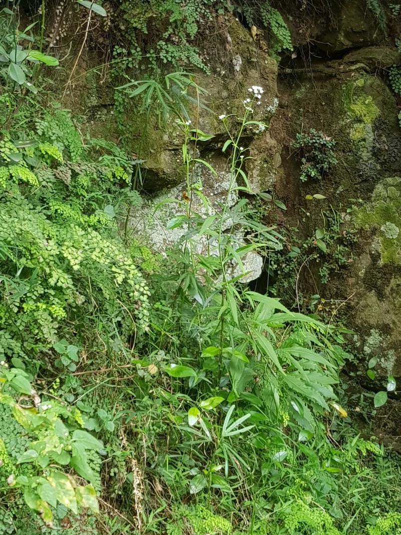 Irenepharsus trypherus photo 2
