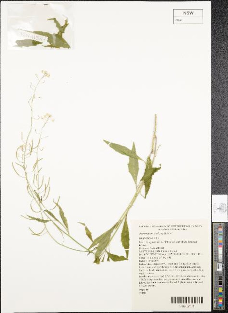 Irenepharsus trypherus photo 3