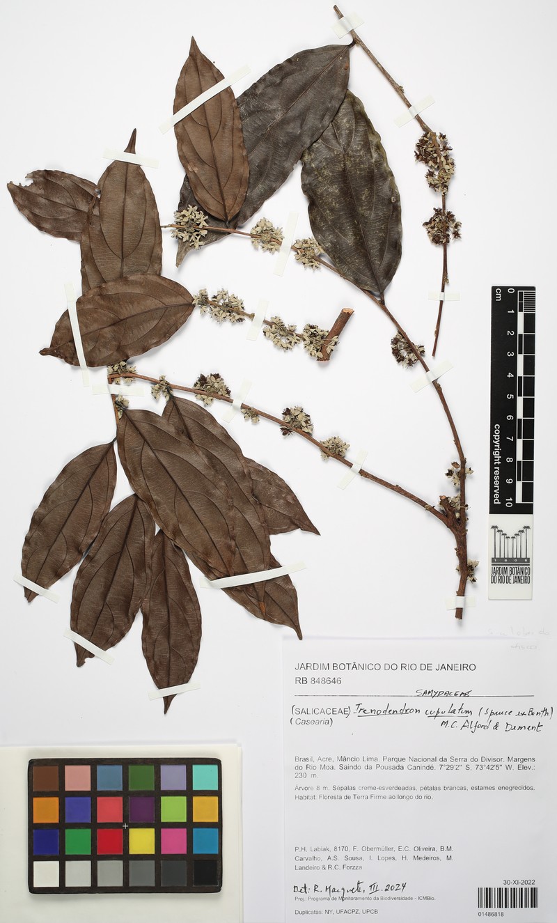 Irenodendron cupulatum