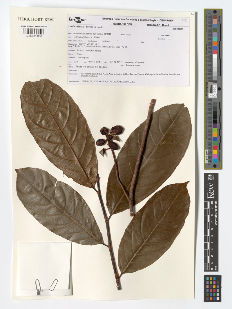 Irenodendron cupulatum photo 2