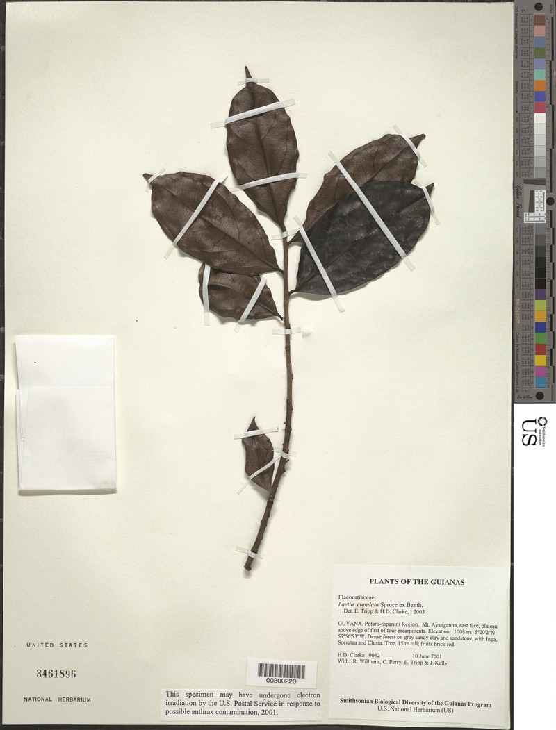Irenodendron cupulatum photo 3