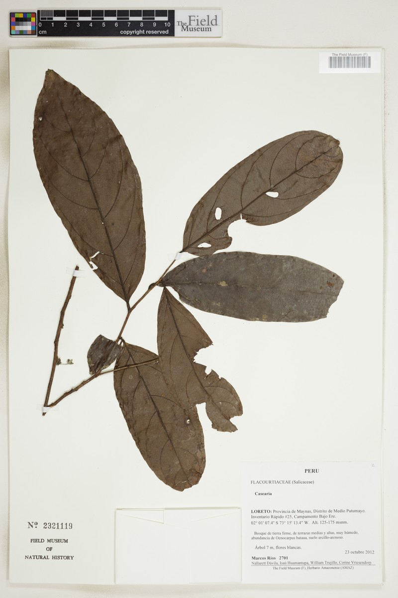 Irenodendron ovalifolium