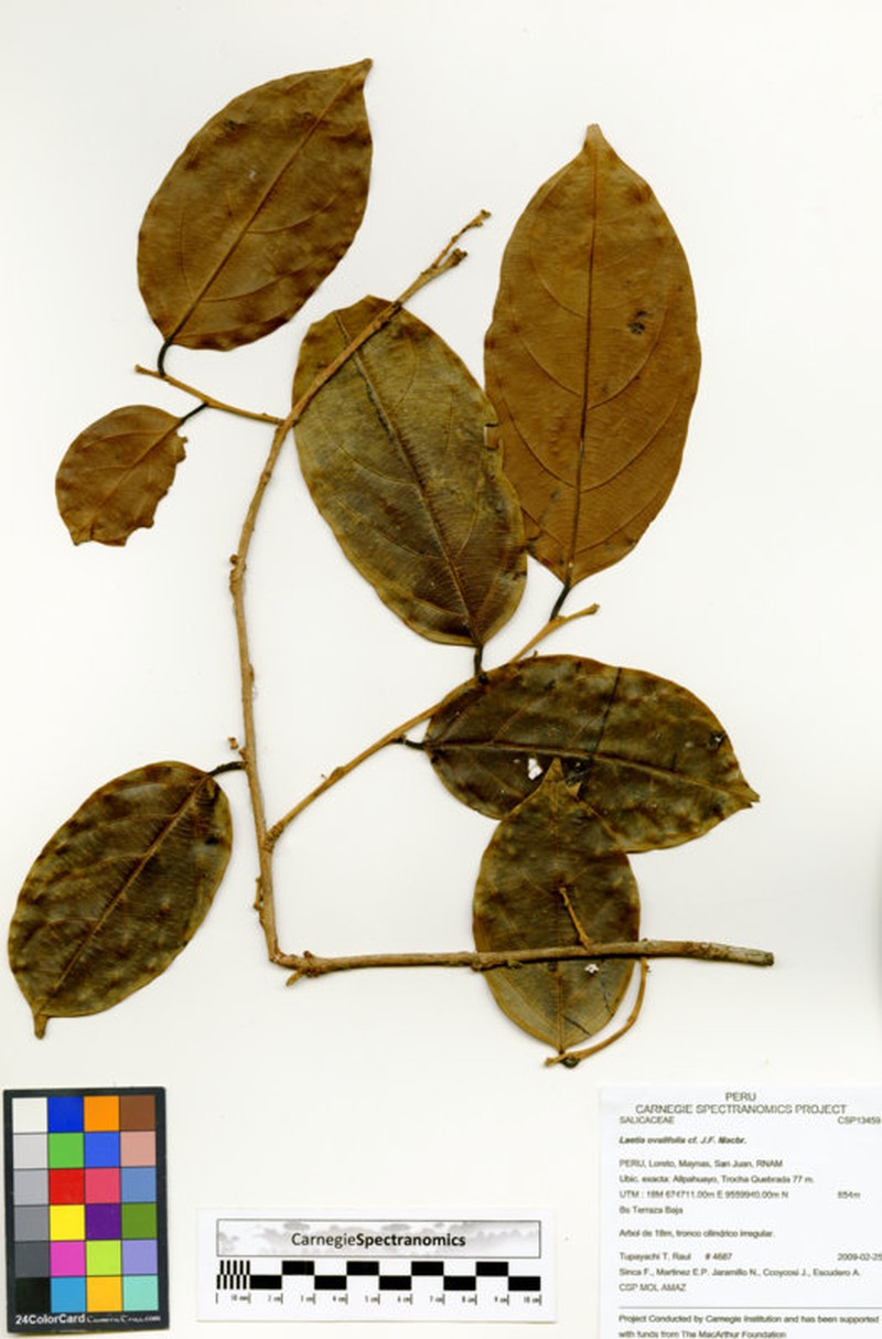 Irenodendron ovalifolium photo 2