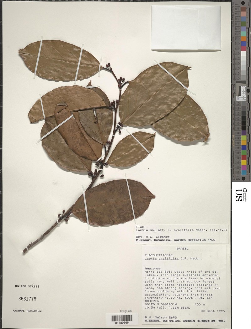 Irenodendron ovalifolium photo 3