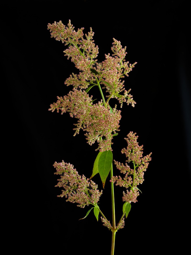 Iresine ajuscana