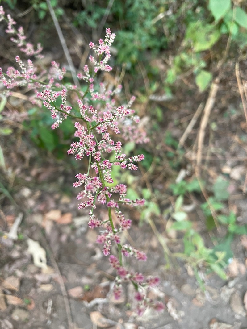 Iresine ajuscana photo 2