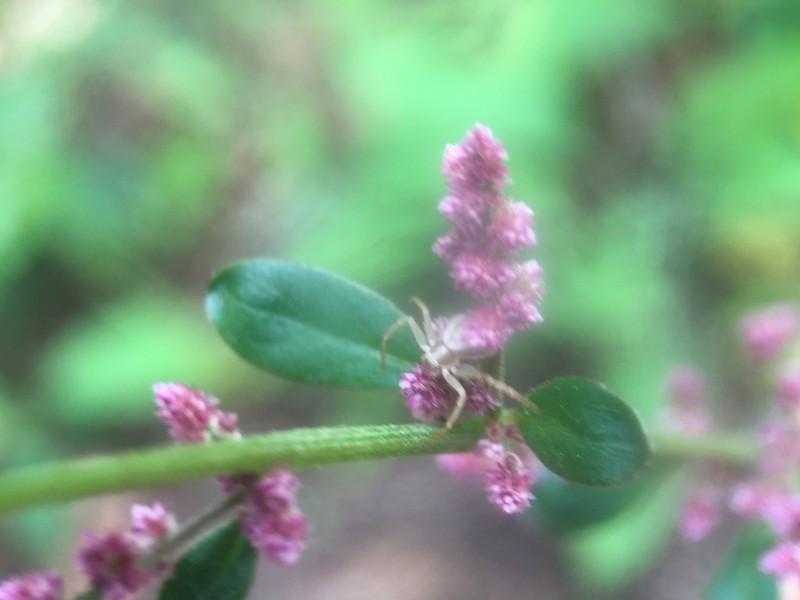 Iresine ajuscana photo 3
