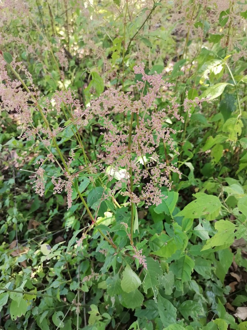 Iresine ajuscana photo 5