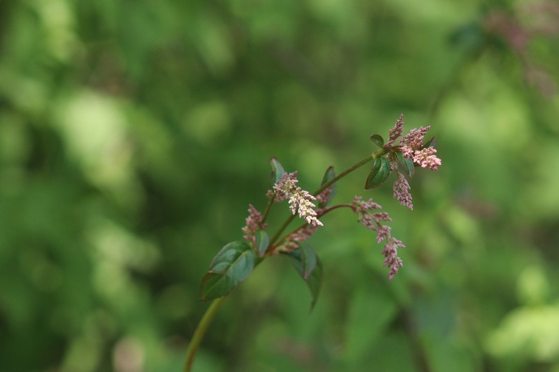 Iresine ajuscana photo 6