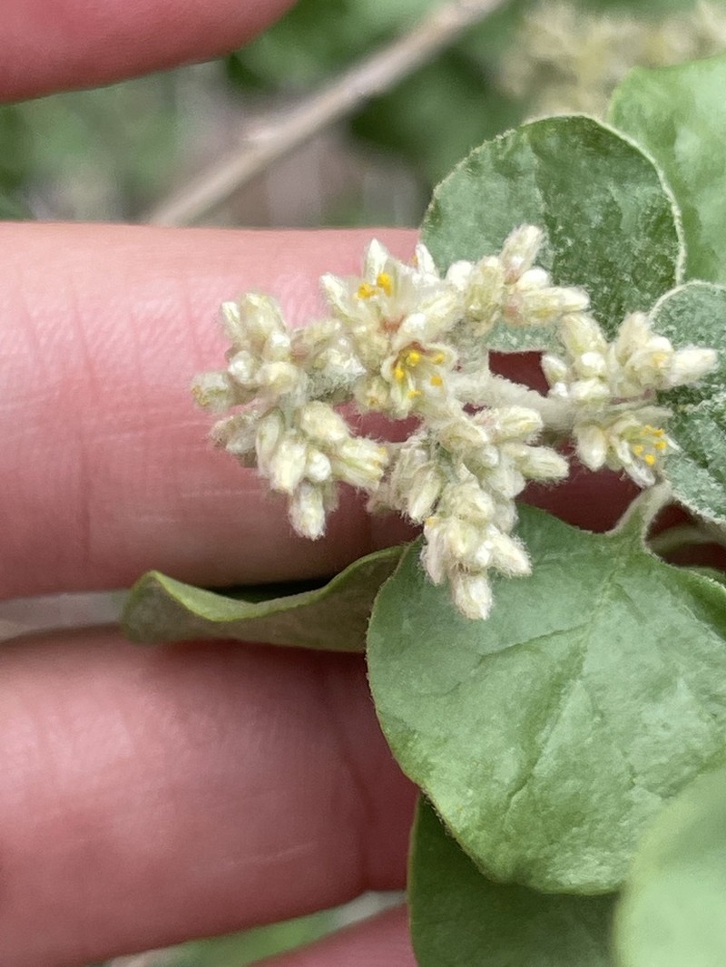 Iresine alternifolia