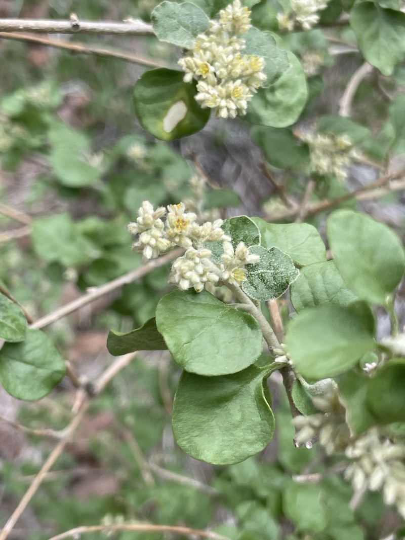 Iresine alternifolia photo 2
