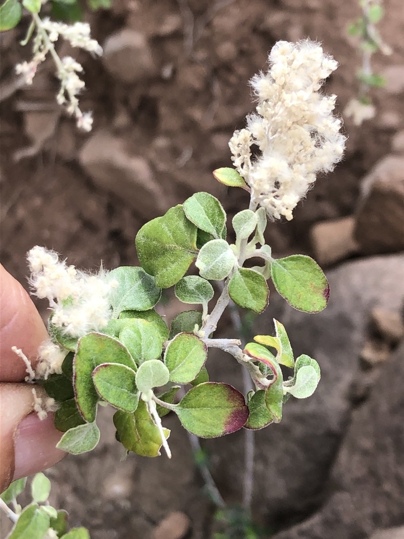 Iresine alternifolia photo 3