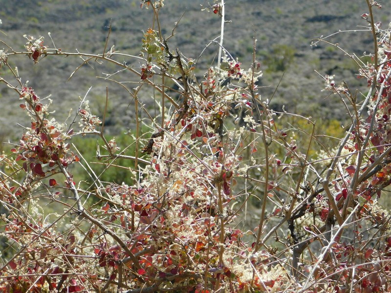 Iresine alternifolia photo 4