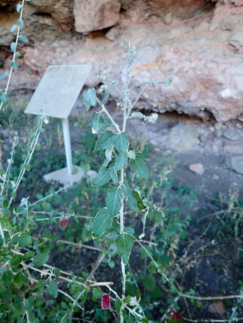 Iresine alternifolia photo 5