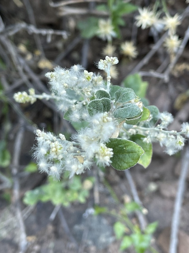 Iresine alternifolia photo 6