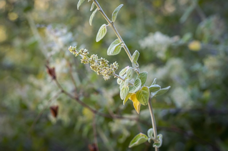 Iresine alternifolia photo 7