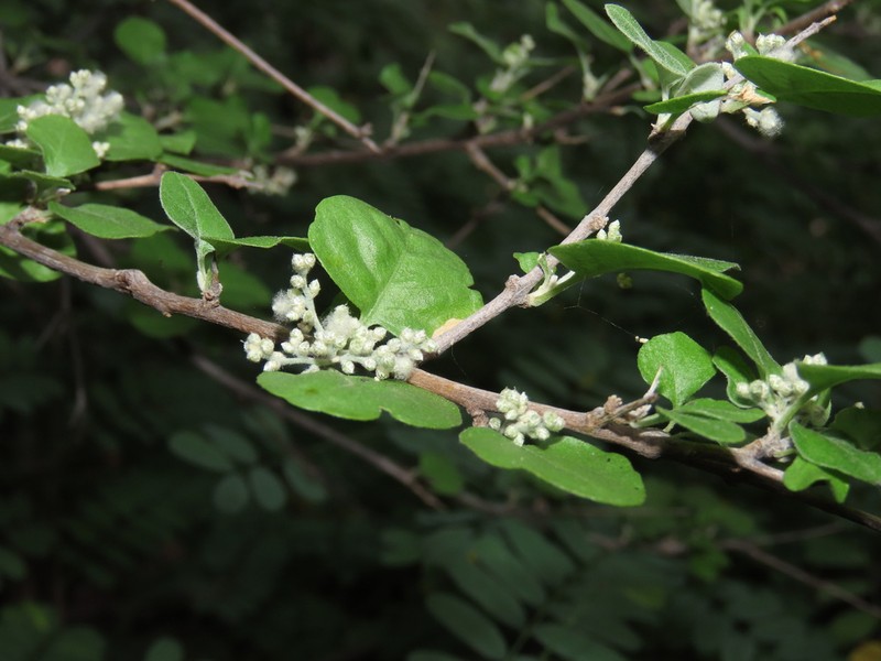Iresine alternifolia photo 8