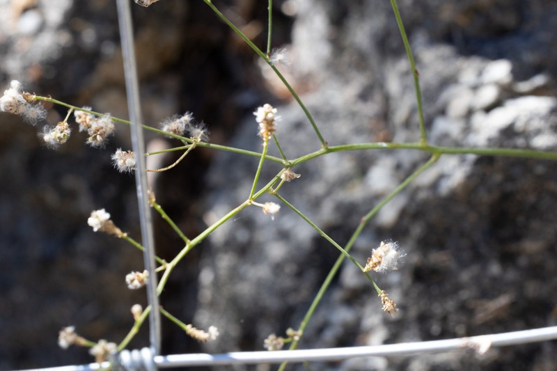 White Snowplant photo 4