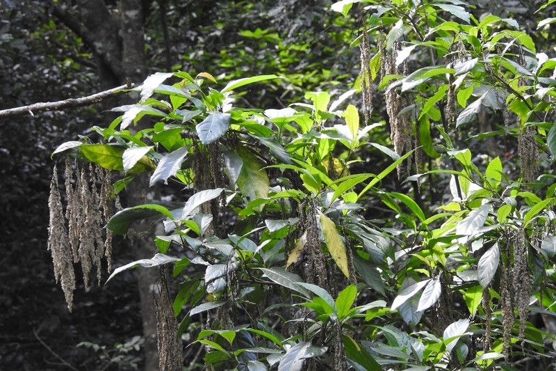 Iresine arbuscula
