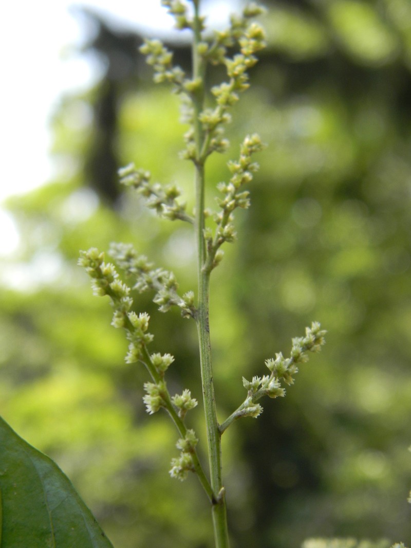 Iresine arbuscula photo 2