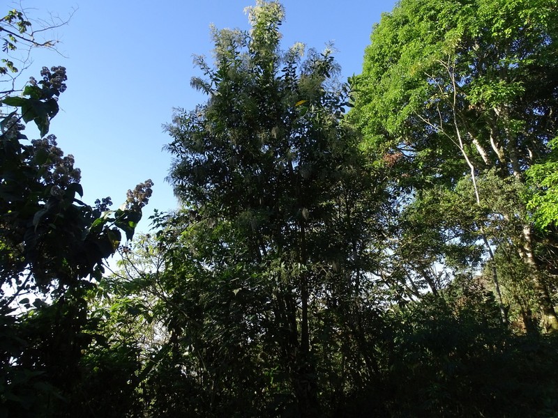 Iresine arbuscula photo 3