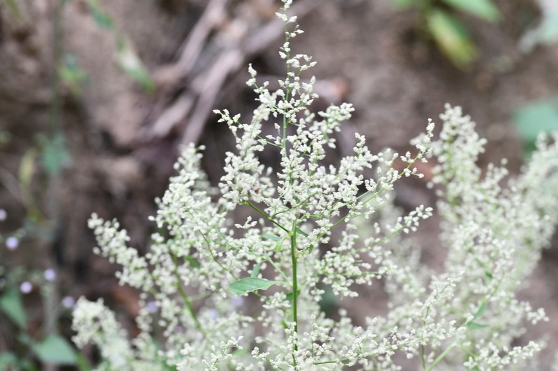 Iresine arbuscula photo 4